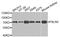 Fibulin 5 antibody, LS-B14518, Lifespan Biosciences, Western Blot image 
