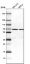 DEAD-Box Helicase 5 antibody, HPA020043, Atlas Antibodies, Western Blot image 