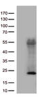Histone chaperone ASF1B antibody, CF813127, Origene, Western Blot image 