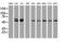 Oxidative Stress Responsive Kinase 1 antibody, LS-C784220, Lifespan Biosciences, Western Blot image 