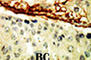 EPH Receptor A4 antibody, abx033516, Abbexa, Western Blot image 