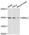 Muscleblind-like protein 2 antibody, LS-C747906, Lifespan Biosciences, Western Blot image 