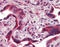 Calnexin antibody, 51-308, ProSci, Immunohistochemistry frozen image 