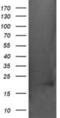 alpha A Crystallin antibody, NBP2-46354, Novus Biologicals, Western Blot image 