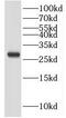Isopentenyl-diphosphate Delta-isomerase 1 antibody, FNab04124, FineTest, Western Blot image 