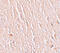 Leucine-rich repeat transmembrane neuronal protein 3 antibody, 6171, ProSci, Immunohistochemistry frozen image 