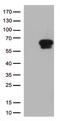 Cell surface A33 antigen antibody, UM870173, Origene, Western Blot image 