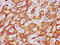 Hepatic lipase antibody, orb517664, Biorbyt, Immunohistochemistry paraffin image 