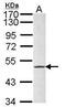 Fibrinogen beta chain antibody, PA5-29805, Invitrogen Antibodies, Western Blot image 