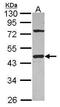 G Protein alpha Inhibitor 1 antibody, PA5-30043, Invitrogen Antibodies, Western Blot image 