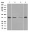 8-Oxoguanine DNA Glycosylase antibody, ab124741, Abcam, Western Blot image 
