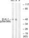 ETS domain-containing protein Elk-1 antibody, LS-C117343, Lifespan Biosciences, Western Blot image 