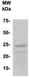 Placenta Enriched 1 antibody, TA354761, Origene, Western Blot image 