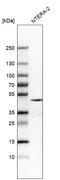 Nanog Homeobox antibody, AMAb91393, Atlas Antibodies, Western Blot image 