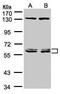 DnaJ homolog subfamily C member 7 antibody, PA5-21543, Invitrogen Antibodies, Western Blot image 