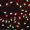 H2A Histone Family Member X antibody, ab11175, Abcam, Immunofluorescence image 