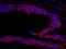 Ribosomal Protein S6 Kinase A1 antibody, IHC-00682, Bethyl Labs, Immunofluorescence image 