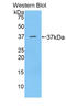 C-X-C Motif Chemokine Ligand 13 antibody, LS-C293018, Lifespan Biosciences, Western Blot image 