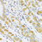 Pregnancy-specific beta-1-glycoprotein 1 antibody, 22-189, ProSci, Immunohistochemistry frozen image 