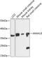 Annexin A13 antibody, GTX66200, GeneTex, Western Blot image 