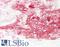 Cell Division Cycle Associated 3 antibody, LS-B8534, Lifespan Biosciences, Immunohistochemistry paraffin image 