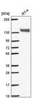 Papilin, Proteoglycan Like Sulfated Glycoprotein antibody, PA5-65791, Invitrogen Antibodies, Western Blot image 