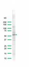 Carbonic Anhydrase 9 antibody, MBS301718, MyBioSource, Western Blot image 