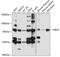 Maternal Embryonic Leucine Zipper Kinase antibody, 13-806, ProSci, Western Blot image 