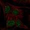 AT-Hook Transcription Factor antibody, HPA052367, Atlas Antibodies, Immunofluorescence image 