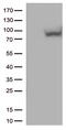 MX Dynamin Like GTPase 1 antibody, CF812749, Origene, Western Blot image 