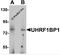 UHRF1 Binding Protein 1 antibody, 6459, ProSci Inc, Western Blot image 