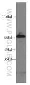 CREB/ATF BZIP Transcription Factor antibody, 19070-1-AP, Proteintech Group, Western Blot image 