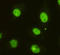 Cell Cycle And Apoptosis Regulator 2 antibody, LS-C178310, Lifespan Biosciences, Immunofluorescence image 
