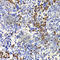 Interleukin 21 antibody, A7235, ABclonal Technology, Immunofluorescence image 