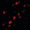 RNA Polymerase III Subunit F antibody, orb94264, Biorbyt, Immunofluorescence image 