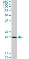 Secretion Associated Ras Related GTPase 1A antibody, H00056681-M01, Novus Biologicals, Western Blot image 