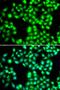 YTH Domain Containing 1 antibody, LS-C346402, Lifespan Biosciences, Immunofluorescence image 