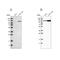 Aminoadipate-Semialdehyde Synthase antibody, PA5-54250, Invitrogen Antibodies, Western Blot image 