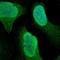 Ribosomal Protein S6 Kinase A3 antibody, HPA003221, Atlas Antibodies, Immunofluorescence image 