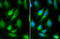 Calnexin antibody, GTX101676, GeneTex, Immunofluorescence image 
