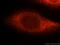 X-Linked Inhibitor Of Apoptosis antibody, 10037-1-Ig, Proteintech Group, Immunofluorescence image 