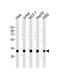 Heterogeneous Nuclear Ribonucleoprotein A1 Like 2 antibody, M16841, Boster Biological Technology, Western Blot image 