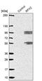 Regulatory Factor X2 antibody, PA5-61850, Invitrogen Antibodies, Western Blot image 