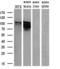 Phosphodiesterase 4A antibody, GTX83921, GeneTex, Western Blot image 