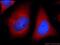 Polysaccharide Biosynthesis Domain Containing 1 antibody, 20137-1-AP, Proteintech Group, Immunofluorescence image 