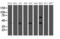 WW Domain Containing Transcription Regulator 1 antibody, LS-C797484, Lifespan Biosciences, Western Blot image 