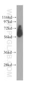 EH Domain Containing 2 antibody, 11440-1-AP, Proteintech Group, Western Blot image 