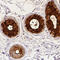 DCD antibody, HPA063967, Atlas Antibodies, Immunohistochemistry frozen image 