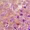 Ubiquitin Protein Ligase E3 Component N-Recognin 1 antibody, LS-C358878, Lifespan Biosciences, Immunohistochemistry frozen image 
