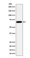 ALPI antibody, M06115, Boster Biological Technology, Western Blot image 